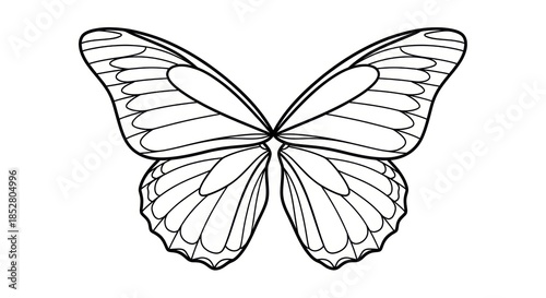 Elegant butterfly wing illustration with detailed veins and symmetrical design for coloring books