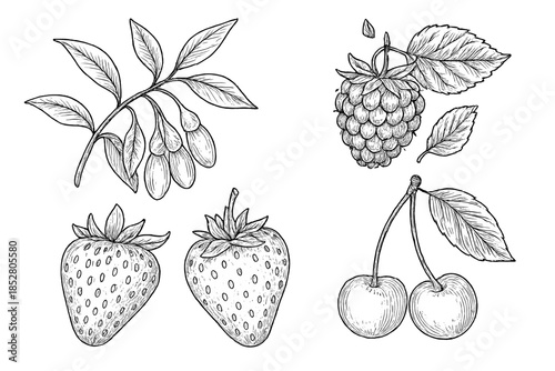 Black and White Sketch of Assorted Berries and Goji Berries