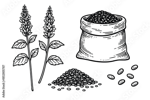 Illustration of two sprigs of lavender and harvested grains