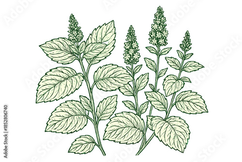 Hand-drawn mint plant illustration on green background