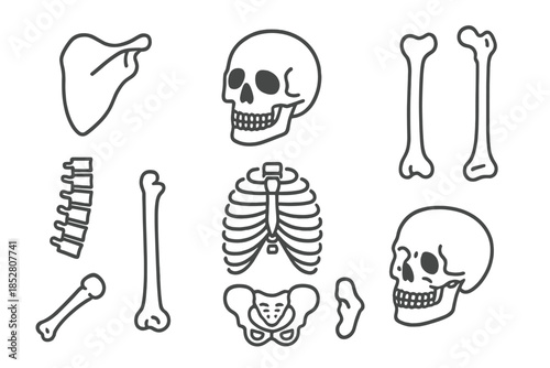 Anatomical Bone Graphics on Dark Background