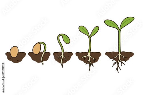 Plant Growth Stages: Seed to Sprout