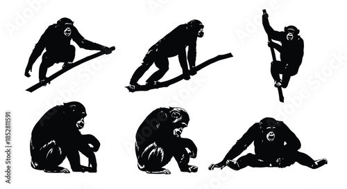 Six black silhouettes of monkeys in various poses isolated on white background vector