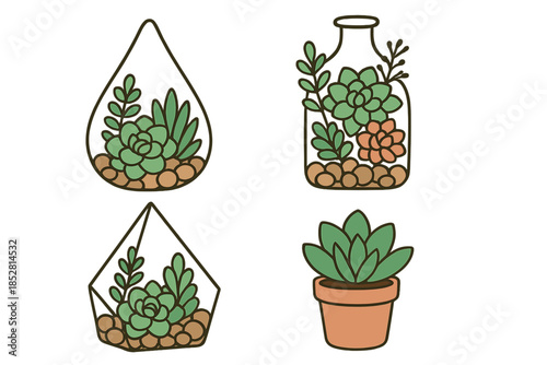 Cute Succulent Collection