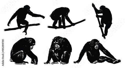 Six black silhouettes of monkeys in various poses on white background vector