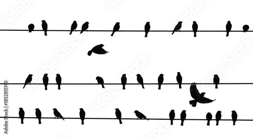 Silhouette of multiple birds perched on power lines with some in flight on white background vector