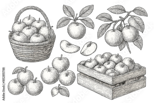 Hand-drawn vintage illustration of apples in a basket and crate