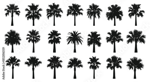 Collection of black palm tree silhouettes on white background vector