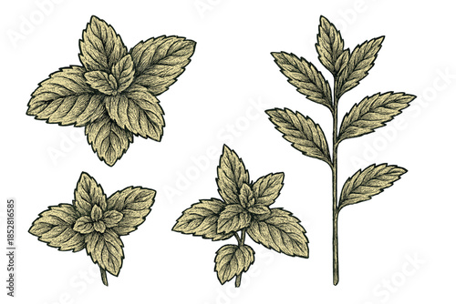 Vintage Botanical Illustration of Mint Sprigs