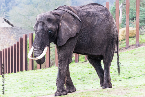 African elephant on the move