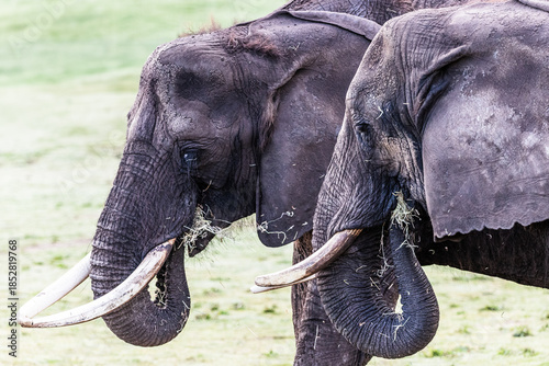 African elephants grazing side by side