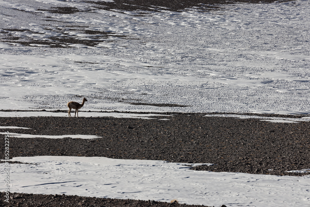 Fototapeta premium Llamas grazing in Los Flamencos National Reserve, Chile.