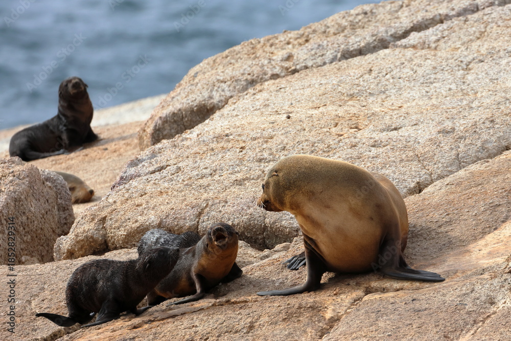 Fototapeta premium australian fur seal