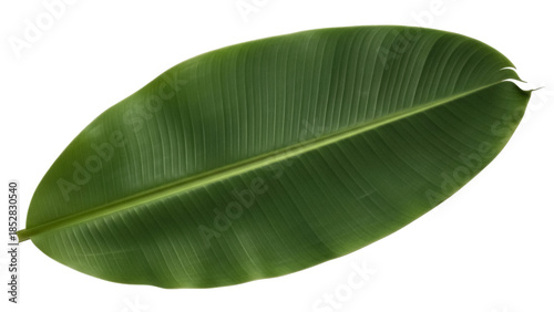 Photos Fresh green banana leaf PNG isolated on transparent background, tropical foliage