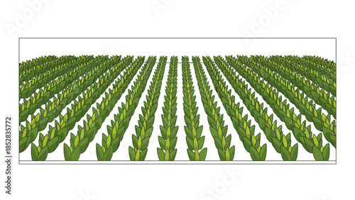 Field of green crops