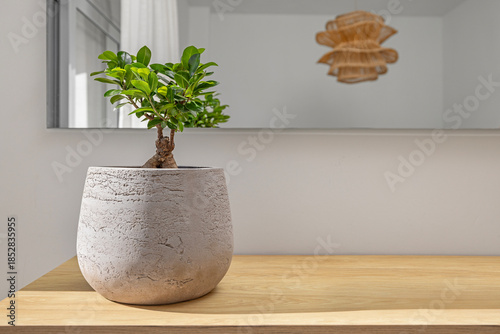 Minimalist interior scene with potted green houseplant in textured concrete pot on wooden table, modern home decor and calm natural living concept