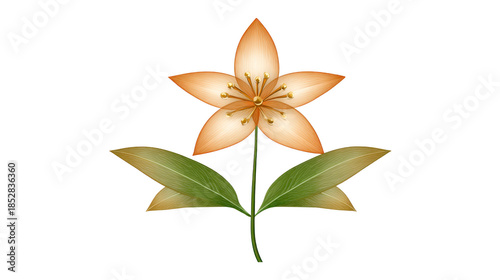 Orange lily flower with six petals and green leaves, isolated transparency background, botanical illustration, elegant and delicate, suitable for spring or summer floral design, nature inspired art