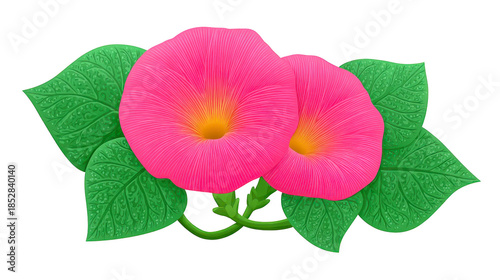 Pink morning glory flower with green leaves, vibrant petals, yellow center, and detailed veins, creating fresh and cheerful botanical illustration suitable for nature themes