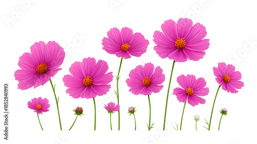 Pink cosmos flower blooming isolated on transparent background with green stem and leaf vibrant spring nature cheerful decorative garden cutout