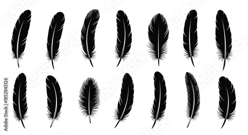 Collection of black feathers on white background vector