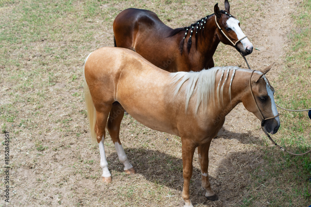 Fototapeta premium Two Horses with Braided Manes