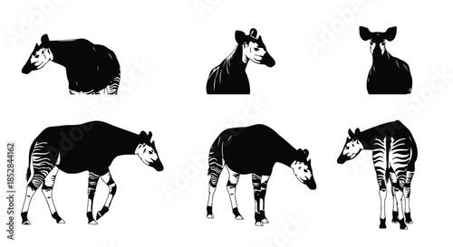 Collection of okapi and zebra illustrations on white background vector