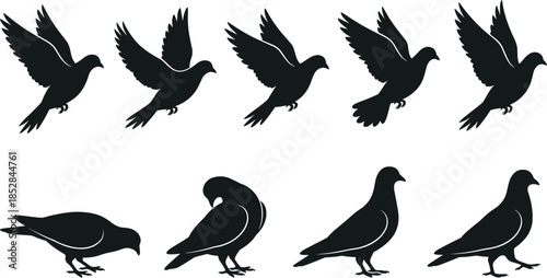 Flying and standing pigeon silhouettes vector set, bird poses in flight and ground, black dove icons isolated on white background