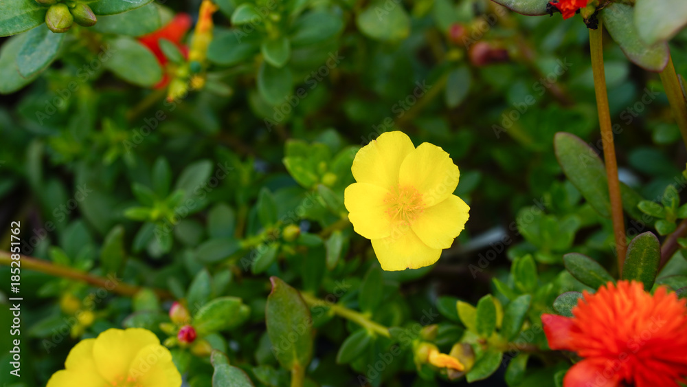 Obraz premium Krokot Mawar or Purslane is a succulent flowering plant native to Argentina, Brazil, Uruguay and often cultivated in garden. It has many common names like Moss rose, ten o'clock and wingpod purslane.