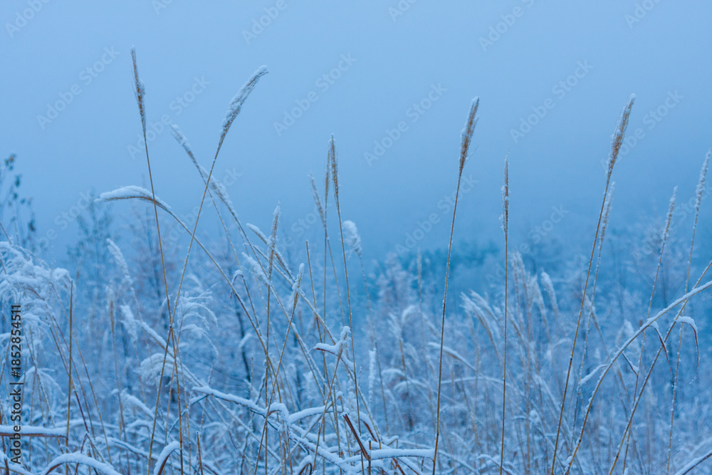 Obraz premium Fogy morning, early winter