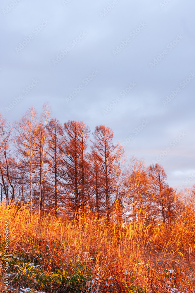 Fototapeta premium Fogy morning, early winter
