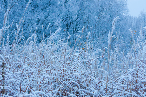 Fogy morning, early winter