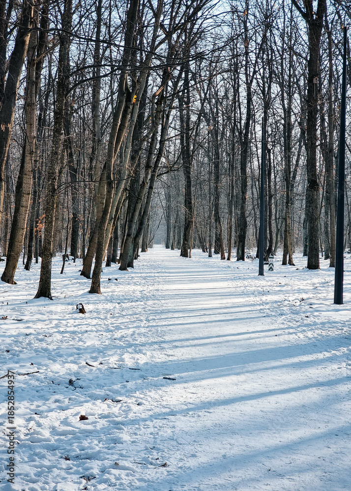 Fototapeta premium Snow-covered forest path in morning sunlight. Serene winter landscape: bare trees and shadows on a vanishing point snowy trail through a deciduous forest.