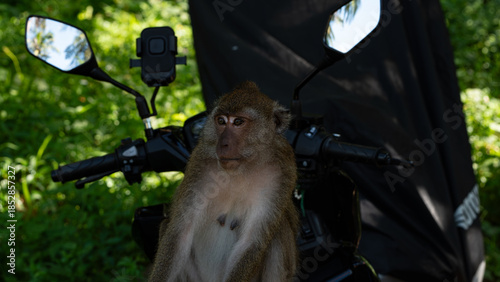 Photography Macaque monkeys