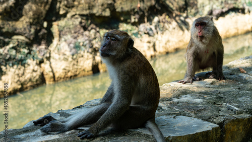 Photography Macaque monkeys