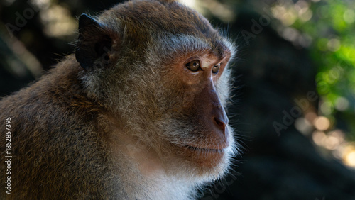 Photography Macaque monkeys