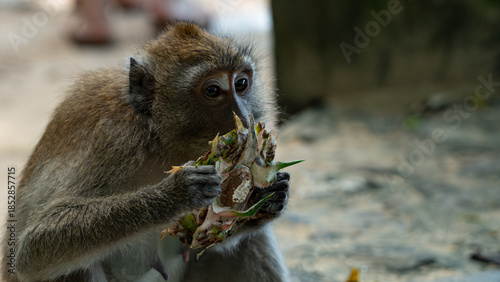 Canvas Print Macaque monkeys