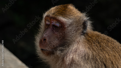 Photography Macaque monkeys