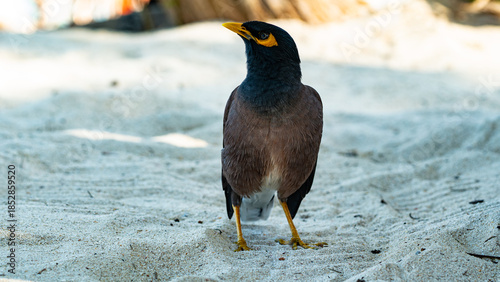 Birds macro