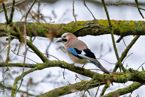 Eurasian Jay (Garrulus glandarius) - Found in woodlands parks and gardens across Europe