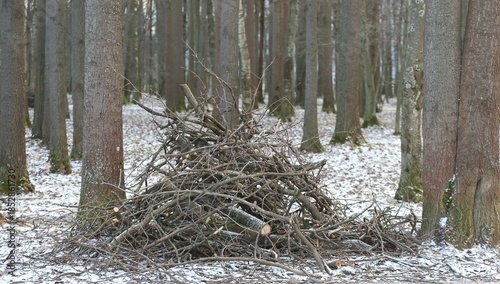 A pile of dry branches lies between the trees in the winter forest park