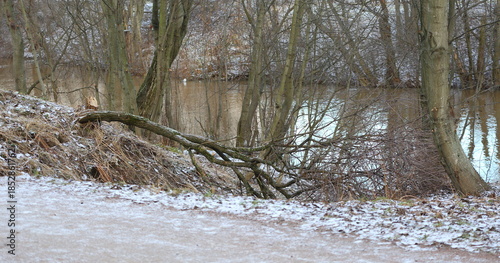 A broken tree on the riverbank in a winter forest park