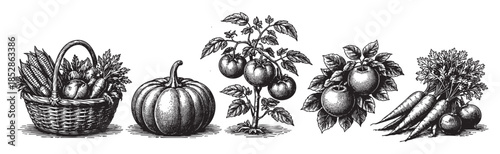 A detailed black and white engraving showcases a harvest bounty, featuring a basket overflowing with corn and apples, a large pumpkin, a tomato plant, and a bunch of carrots.