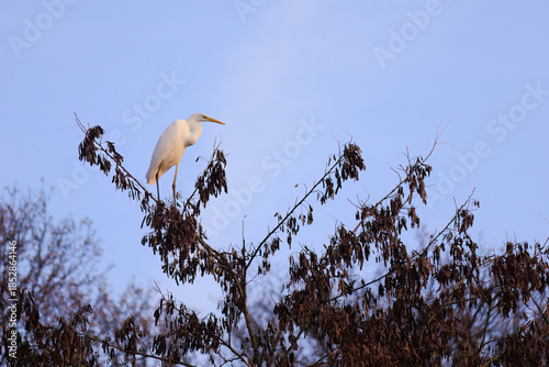 The eastern great egret, a white heron in the genus Ardea, fishing at calm water in lake