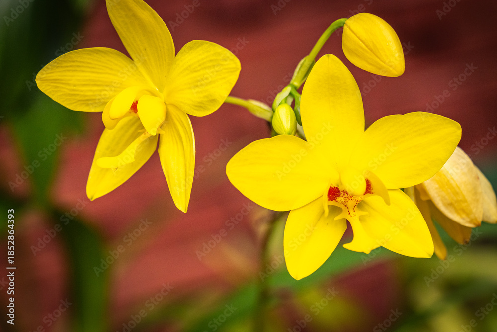 Fototapeta premium orchids, Spathoglottis, royal botanical garden, sri lanka, kandy, peradeniya, exotic plants, flowers, ceylon