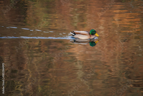 A duck is swimming in a pond.