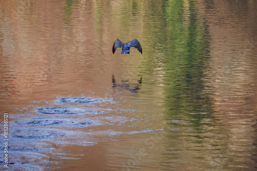 The great cormorant, Phalacrocorax carbo, known as the great black cormorant