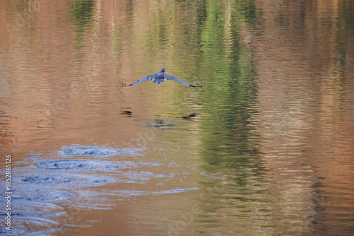 The great cormorant, Phalacrocorax carbo, known as the great black cormorant