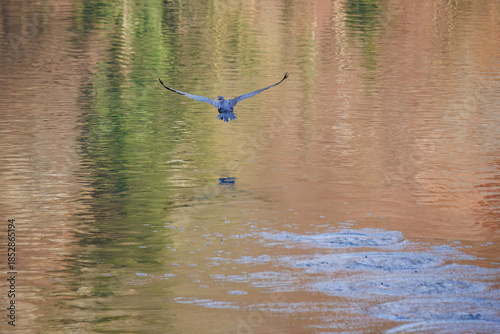 The great cormorant, Phalacrocorax carbo, known as the great black cormorant