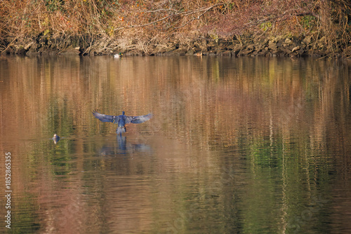 The great cormorant, Phalacrocorax carbo, known as the great black cormorant