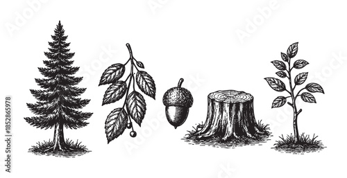 A collection of vintage, hand-drawn black and white illustrations featuring a pine tree, acorn, tree stump, and a leafy sapling set against a white background.